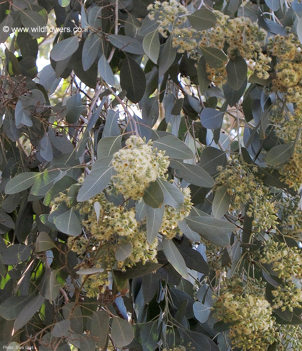 Eucalyptus polyanthemos